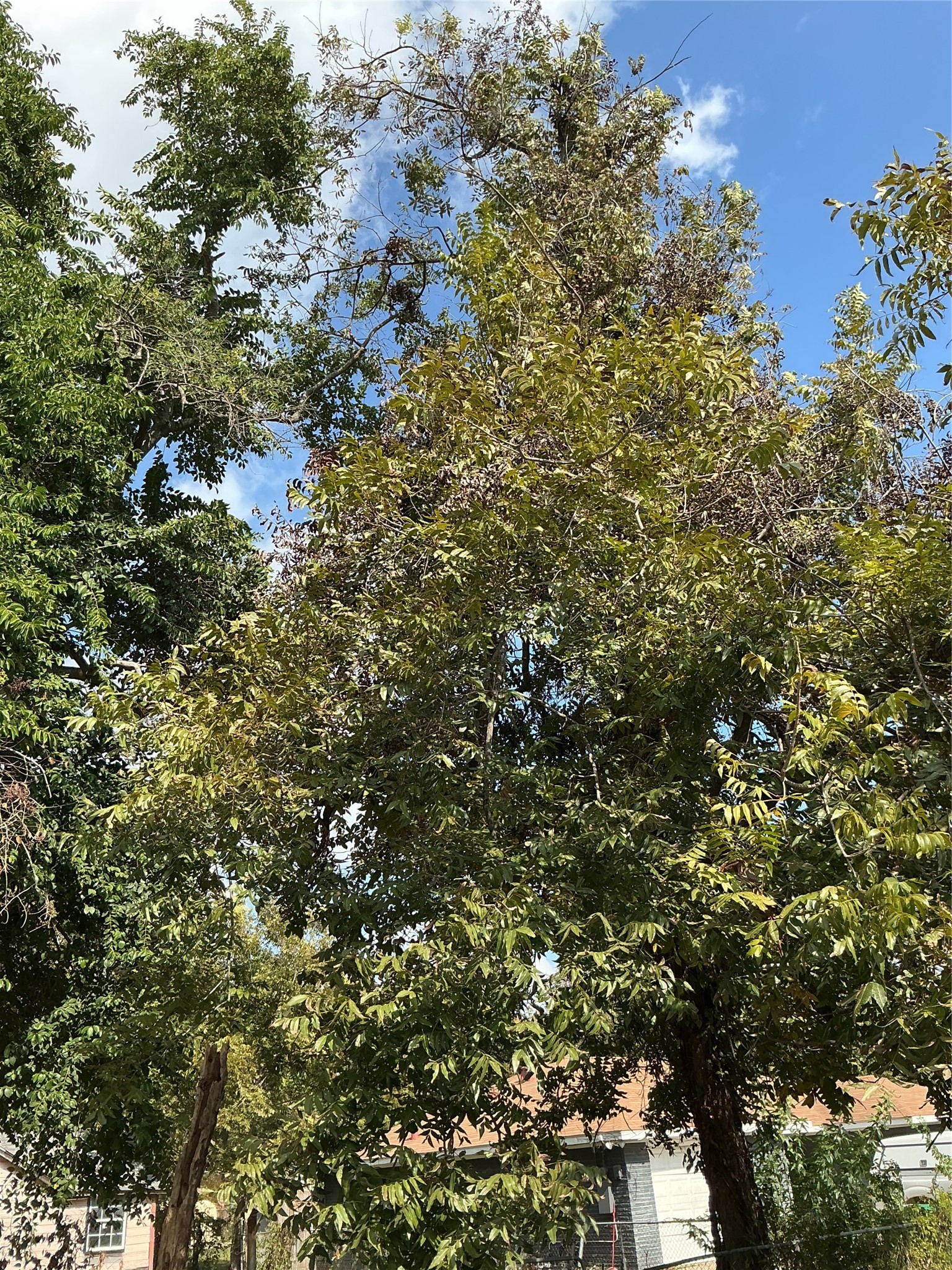 3013 Reid Street Houston, TX 77026 - Photo 17 of 17 a view of a tree