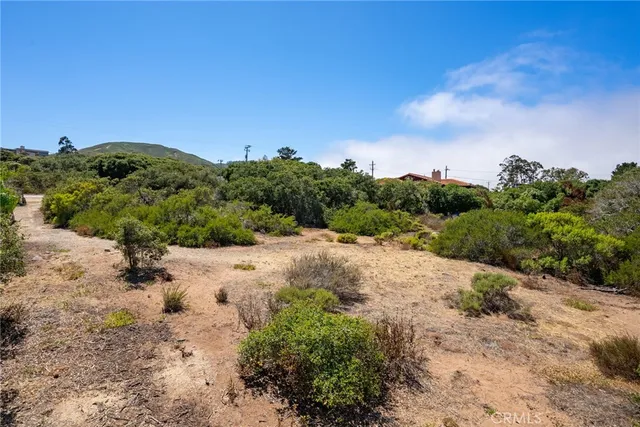 a view of a dry yard with trees in the background