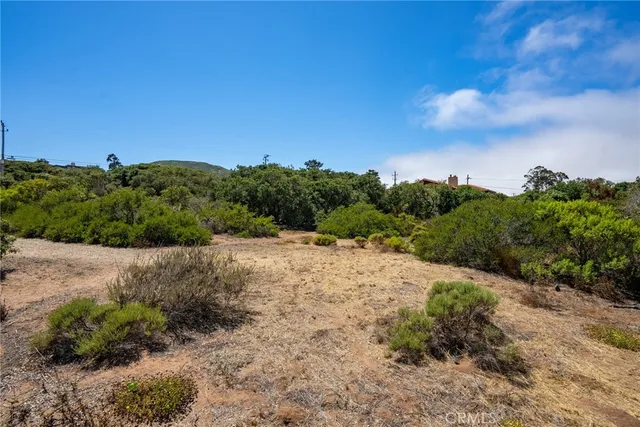 a view of a dry yard with trees in the background