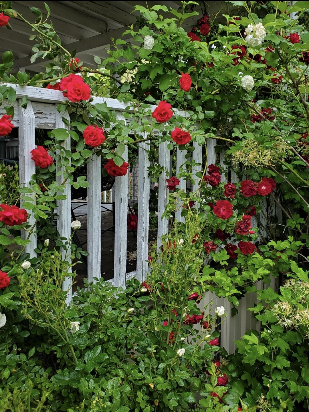 3651 Helms Road Grants Pass, OR 97527 - Photo 45 of 51 Flowers1