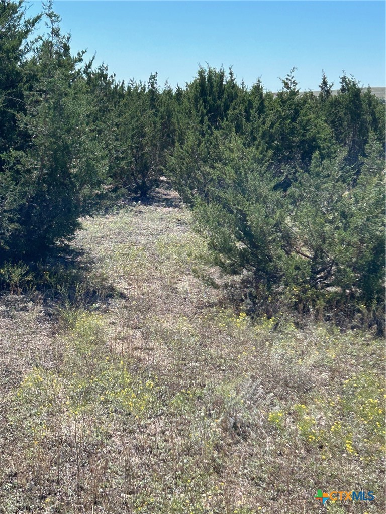 101 Cedar Circle Gatesville, TX 76528 - Photo 1 of 1 a view of a yard with a tree