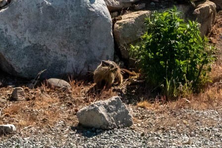 0 Plata Road Brewster, WA 98812 - Photo 13 of 28 a view of a tree in a yard