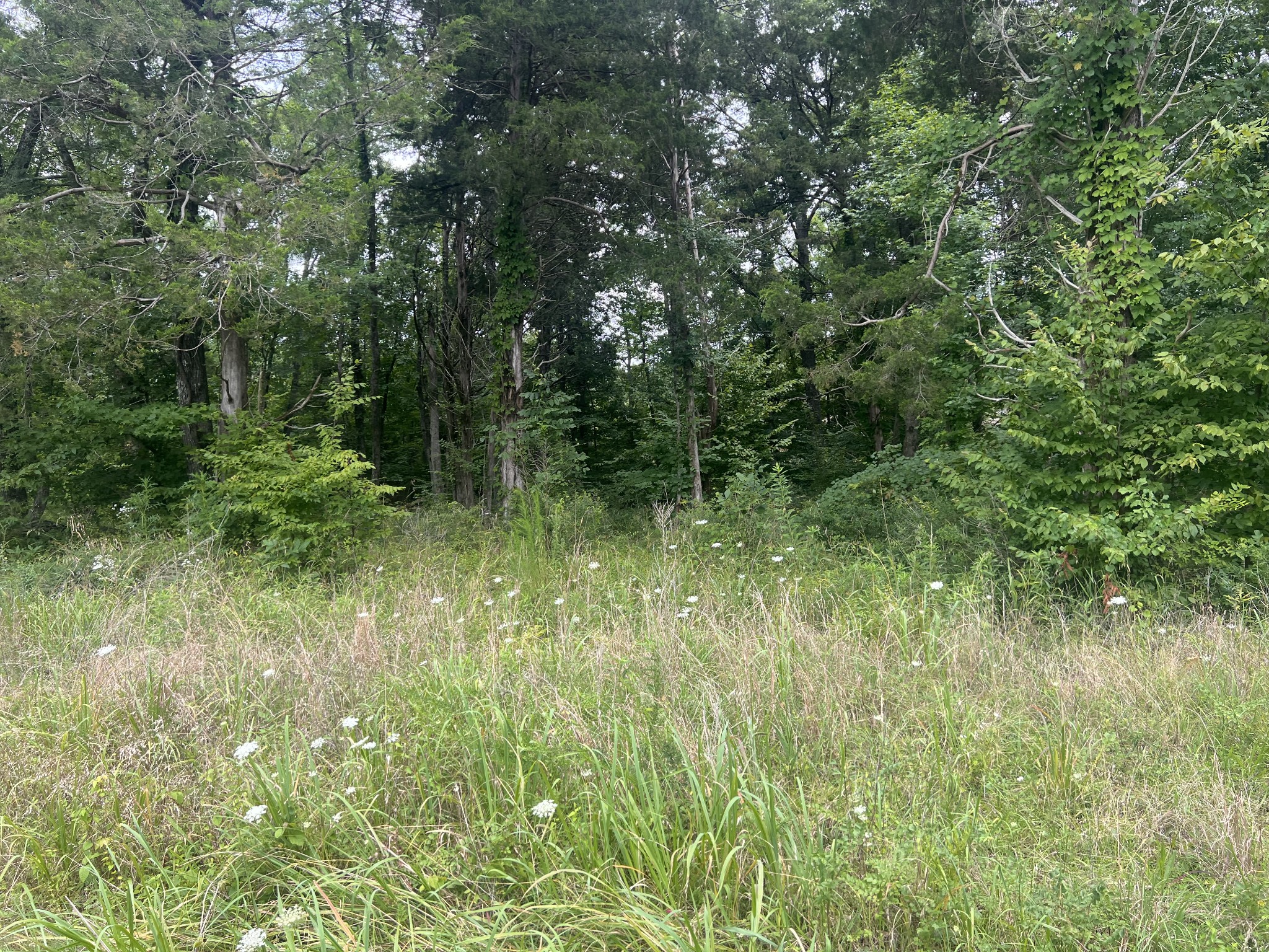 2 Toms Creek Lake Road Linden, TN 37096 - Photo 6 of 11
