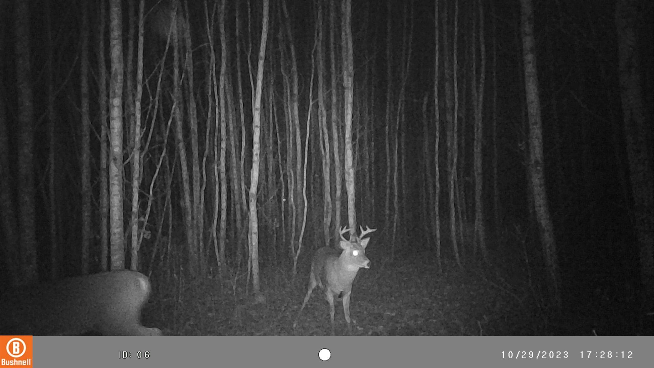 9401 Samuelson Road Angora, MN 55703 - Photo 3 of 38