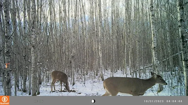 $129,900 | 9401 Samuelson Road, Angora, MN 55703