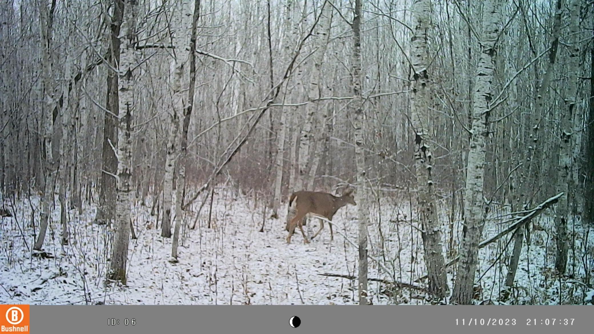 9401 Samuelson Road Angora, MN 55703 - Photo 36 of 38
