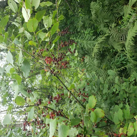 $129,900 | 9401 Samuelson Road, Angora, MN 55703