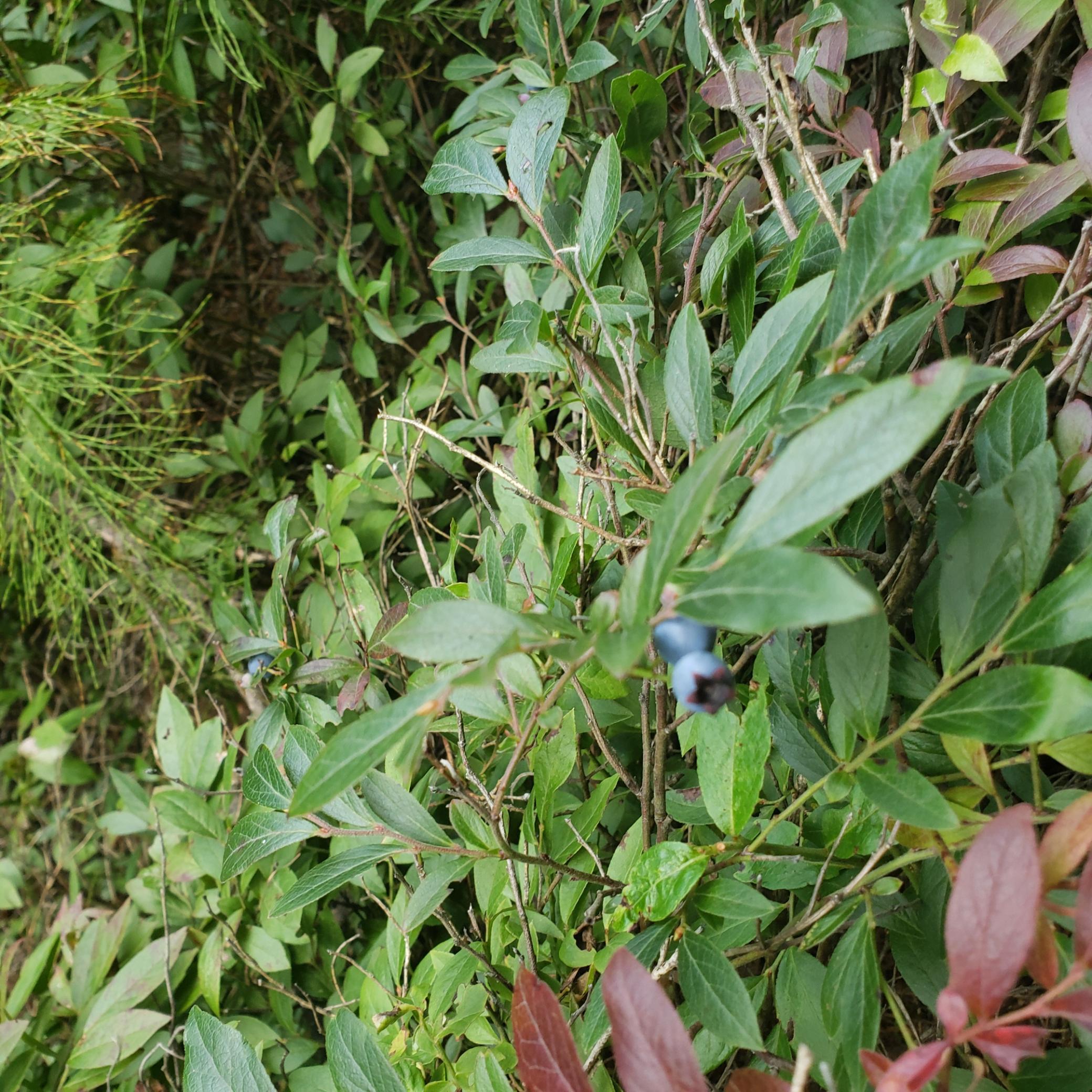 9401 Samuelson Road Angora, MN 55703 - Photo 38 of 38