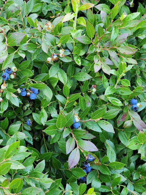 9401 Samuelson Road Angora, MN 55703 - Photo 7 of 38