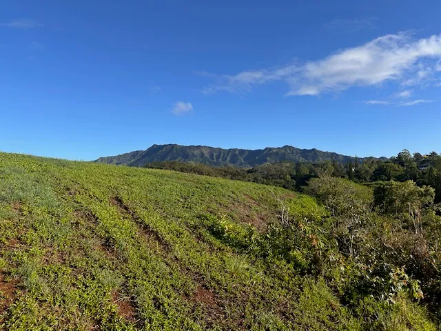 a view of a lush green space with sea