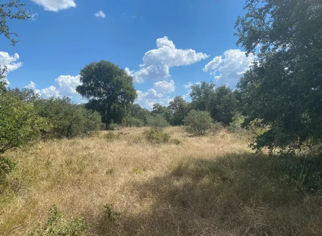 a view of a flower in a yard