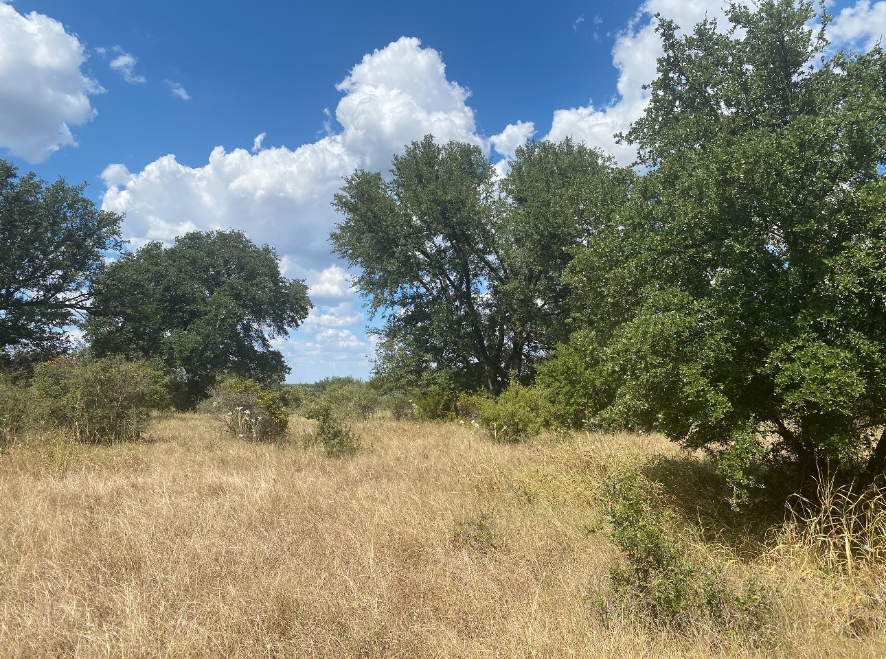 626 Strada Luca Florence, TX 76527 - Photo 2 of 7 a view of a small yard