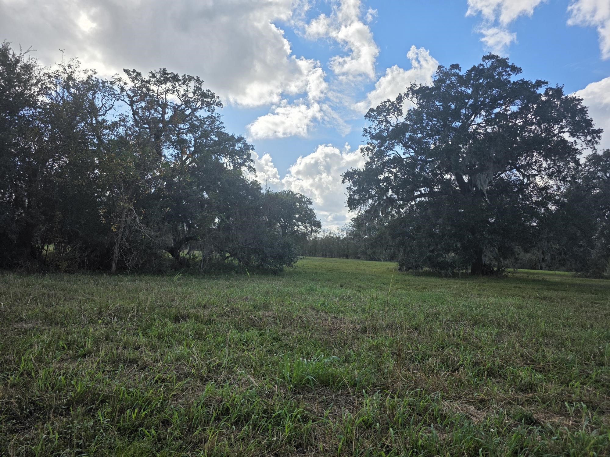 a view of a big yard with large trees