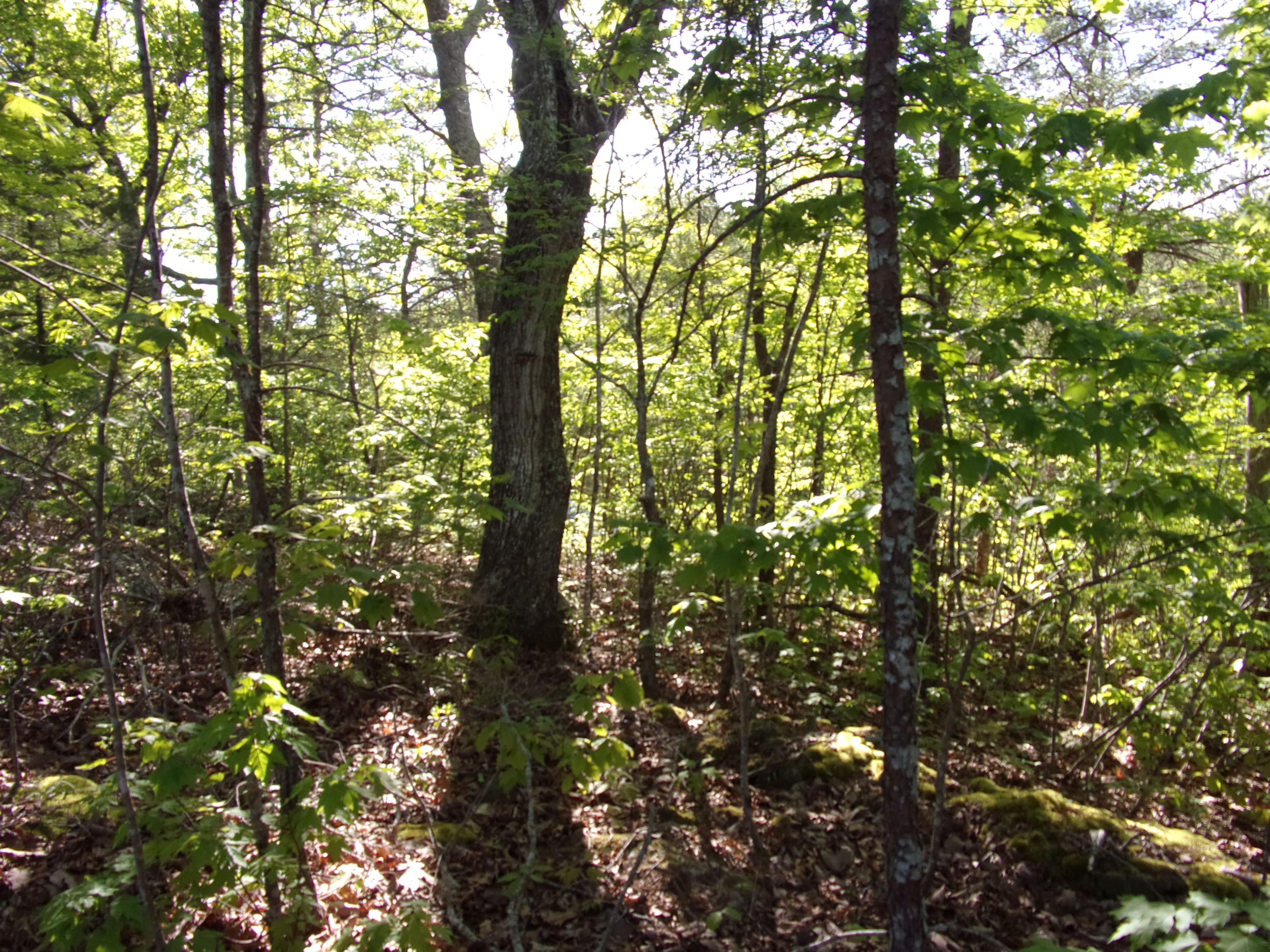 1 Raven Rock Road, Unit 1 Pikeville, TN 37367 - Photo 19 of 19 101_2866