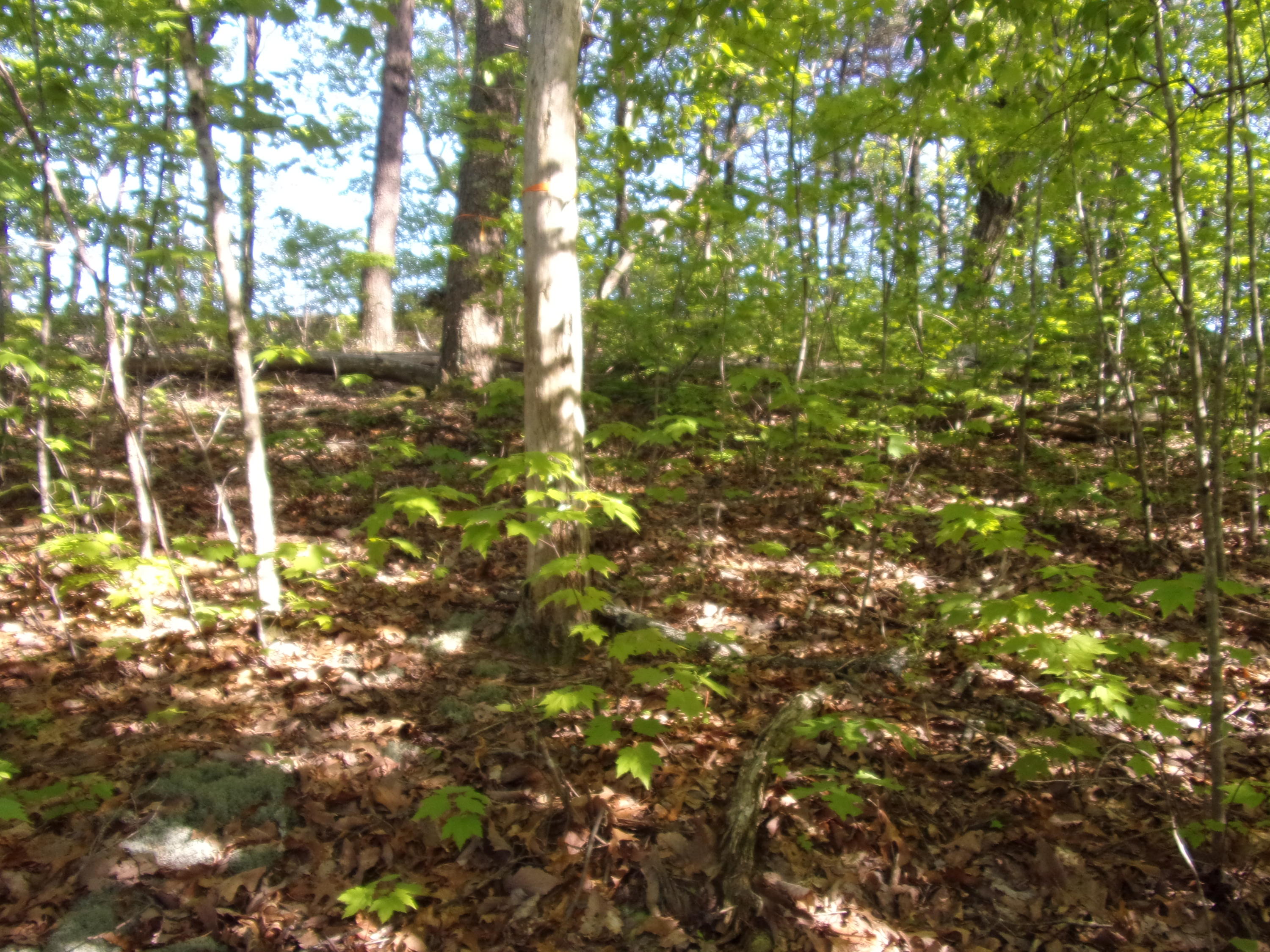 1 Raven Rock Road, Unit 1 Pikeville, TN 37367 - Photo 4 of 19 101_2849