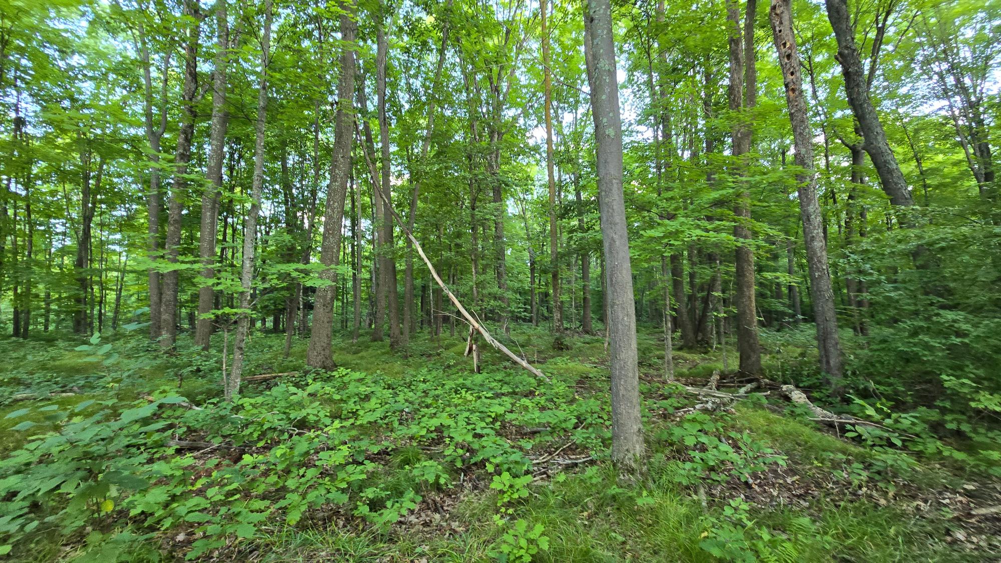 Off Off Cth Cc, Unit 20 ACRES Gleason, WI 54435 - Photo 10 of 14 Gallery Image 10