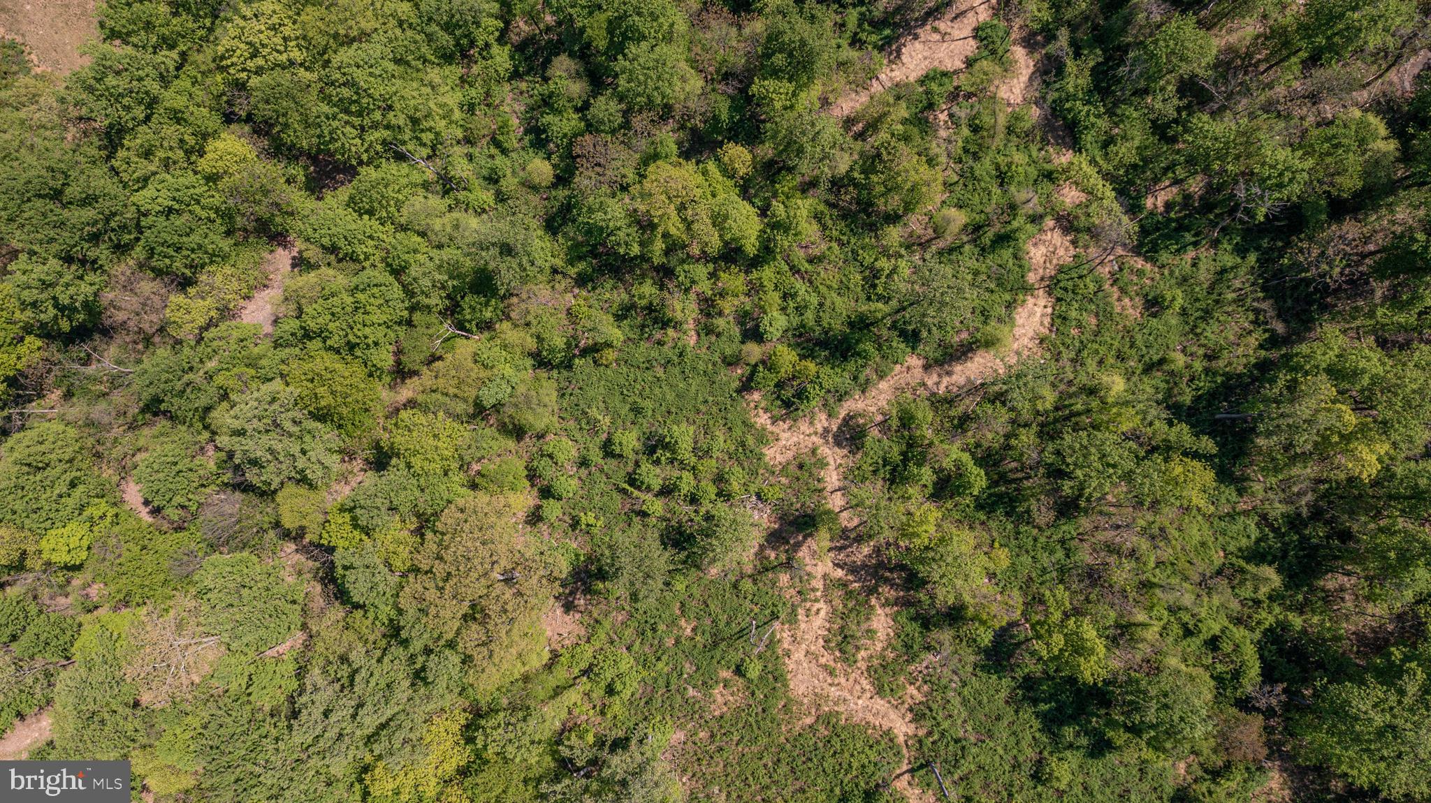 13477 Mountain Road Lovettsville, VA 20180 - Photo 11 of 16 a view of a lush green forest with a tree