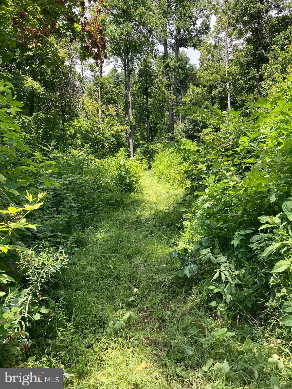13477 Mountain Road Lovettsville, VA 20180 - Photo 12 of 16 a view of a lush green forest