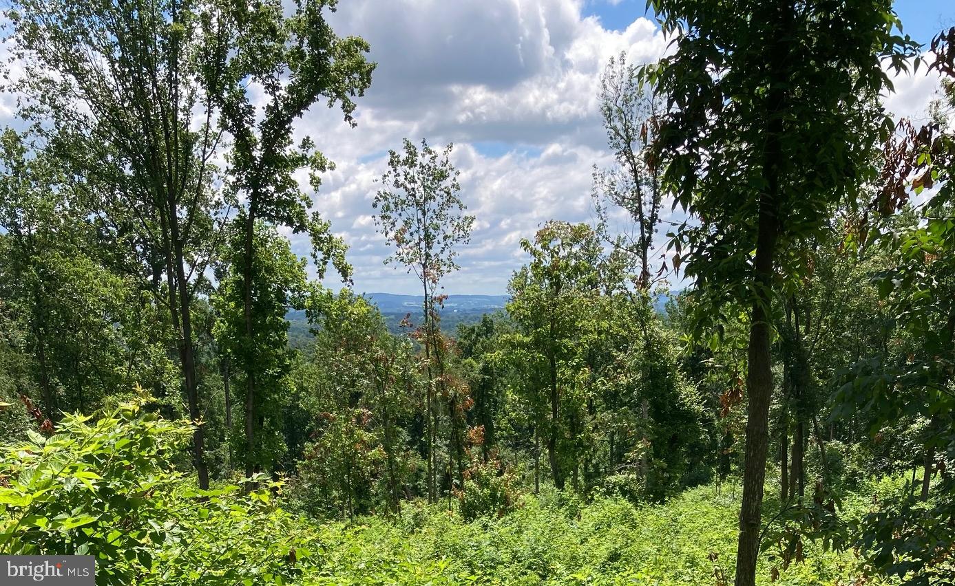13477 Mountain Road Lovettsville, VA 20180 - Photo 2 of 16 a picture of trees