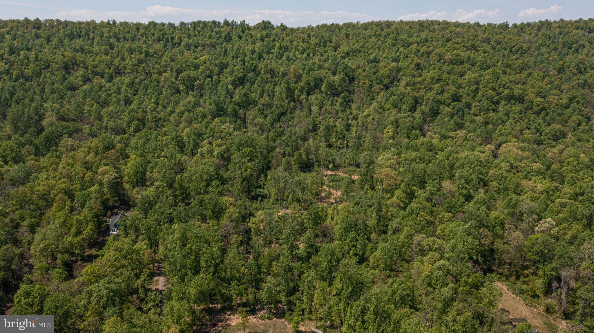 13477 Mountain Road Lovettsville, VA 20180 - Photo 6 of 16 a view of a forest with a street