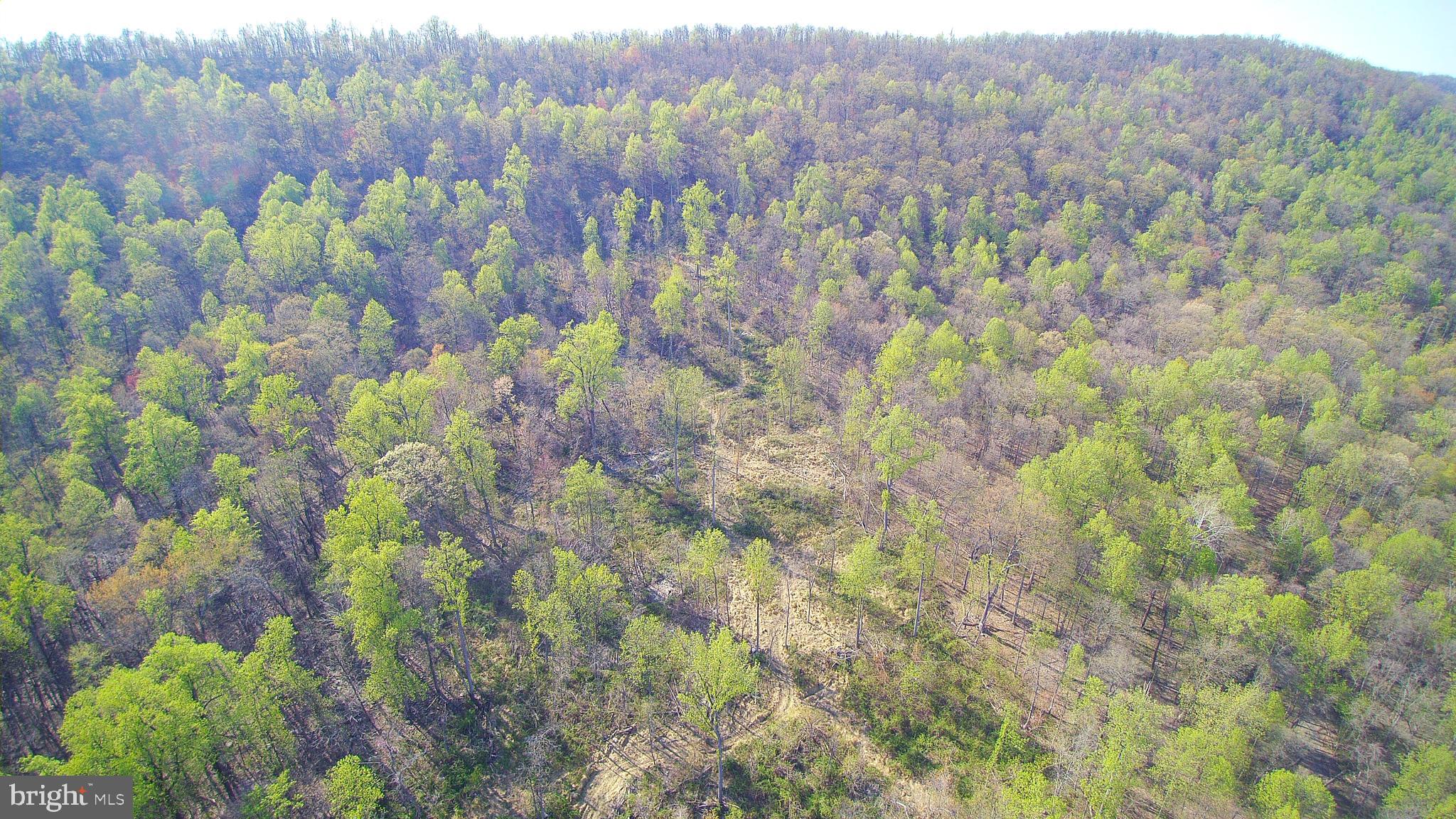 13477 Mountain Road Lovettsville, VA 20180 - Photo 8 of 16 a view of a lot of trees