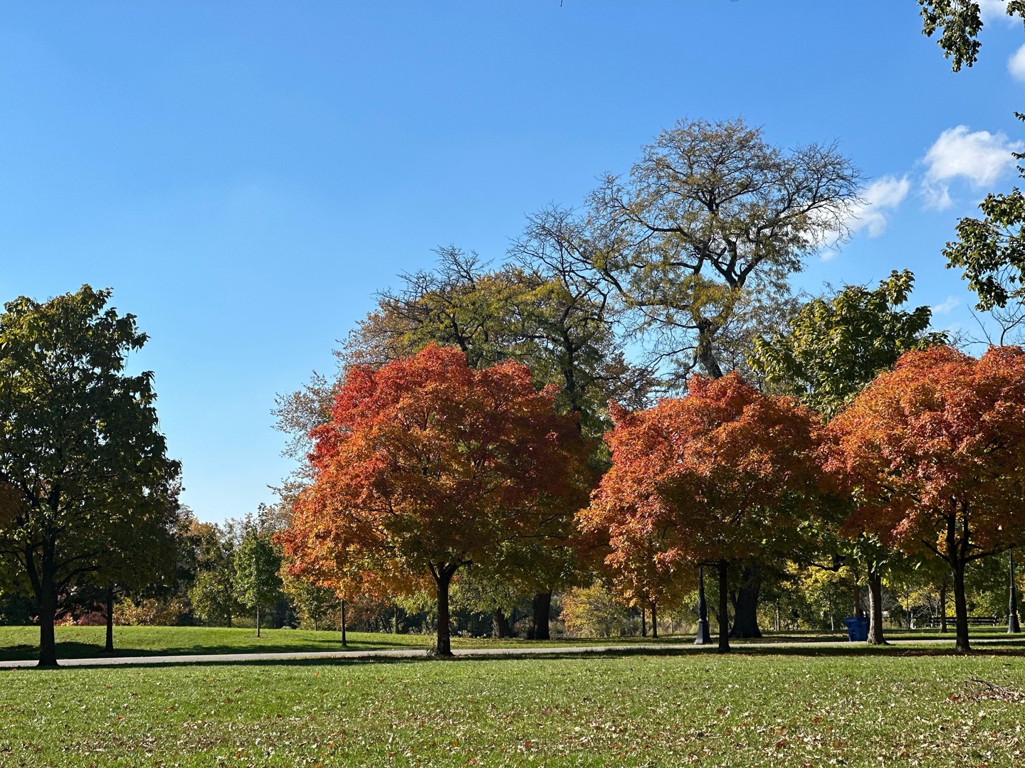 1235 South California Avenue Chicago, IL 60608 - Photo 4 of 4 a big yard with large trees