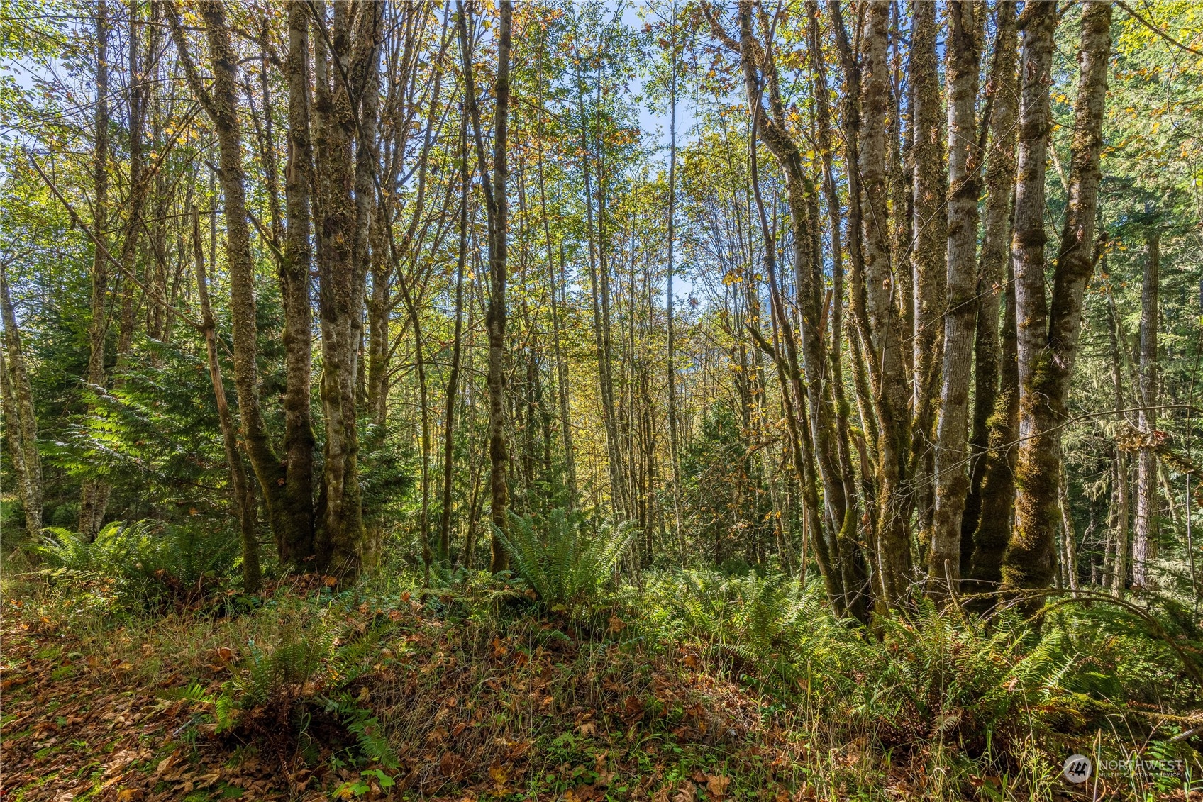 -nka Mt Pleasant Road Port Angeles, WA 98362 - Photo 23 of 31 Gallery Image 23
