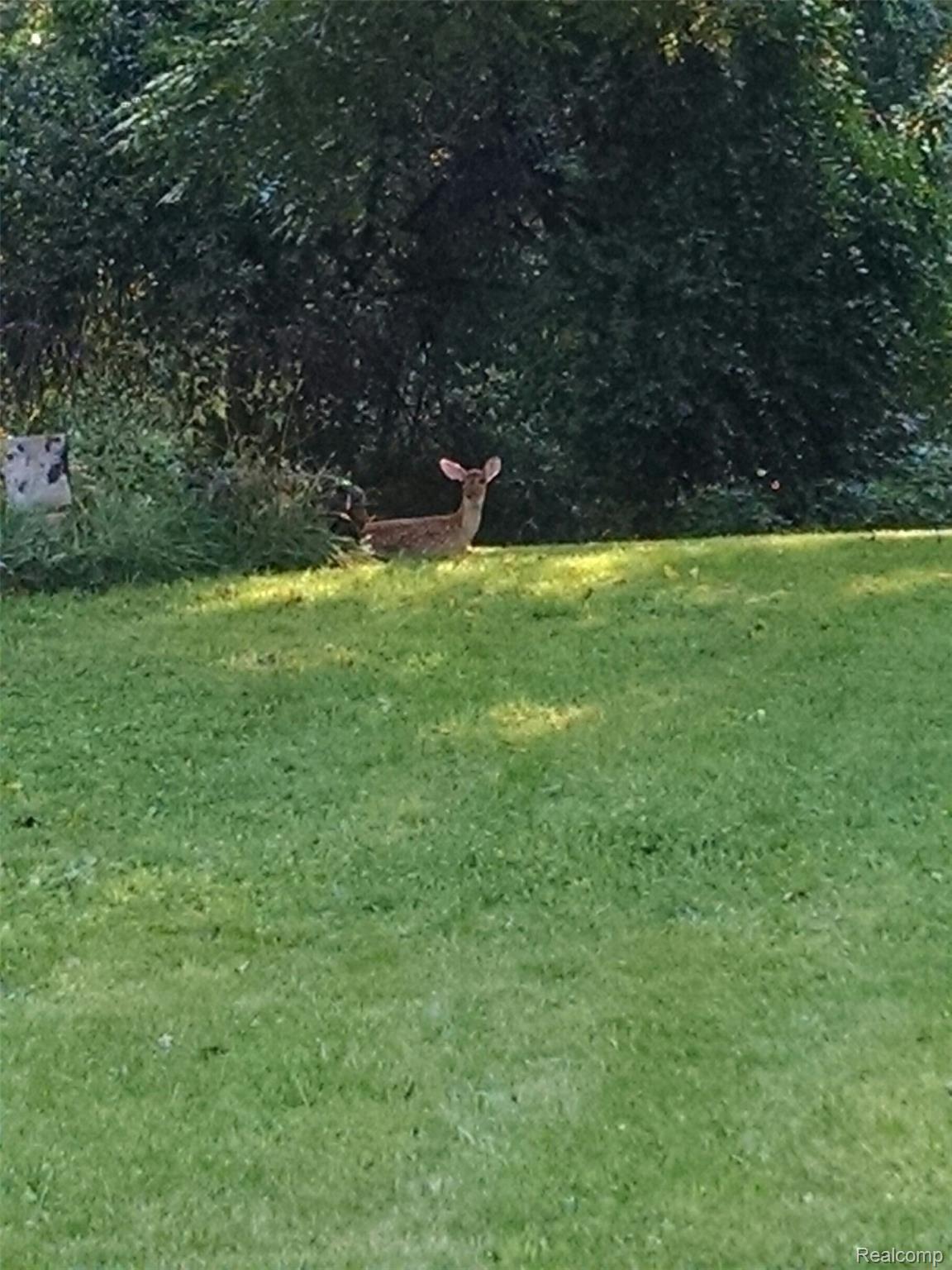 1245 East Buno Road Milford, MI 48381 - Photo 25 of 30 Deer by the Firepit