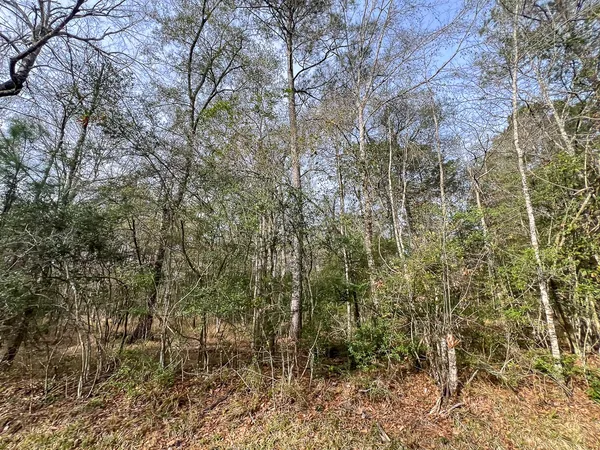 a view of a forest with large trees