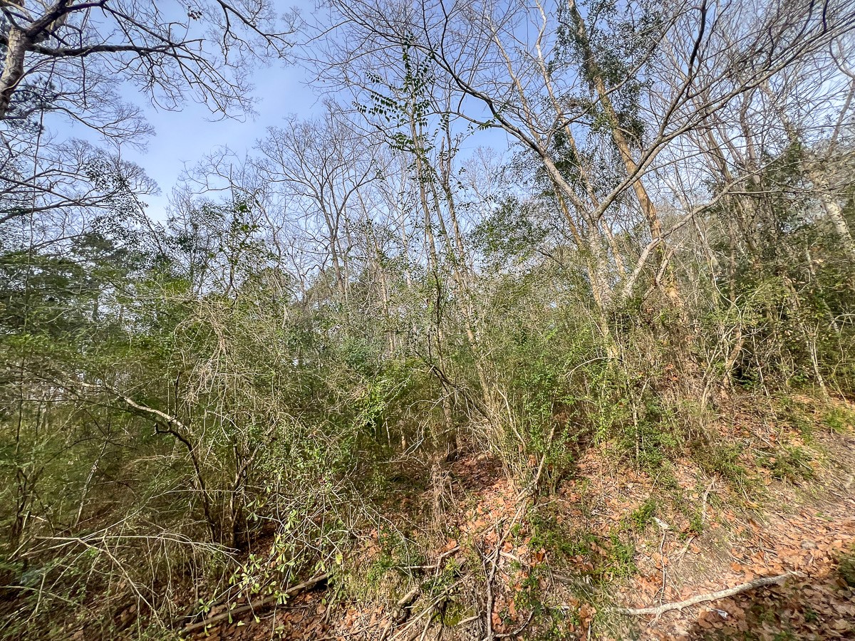 0 Fm 787 Saratoga, TX 77585 - Photo 4 of 7