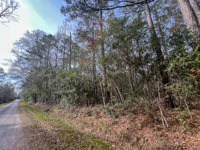 a view of a forest with trees in the background