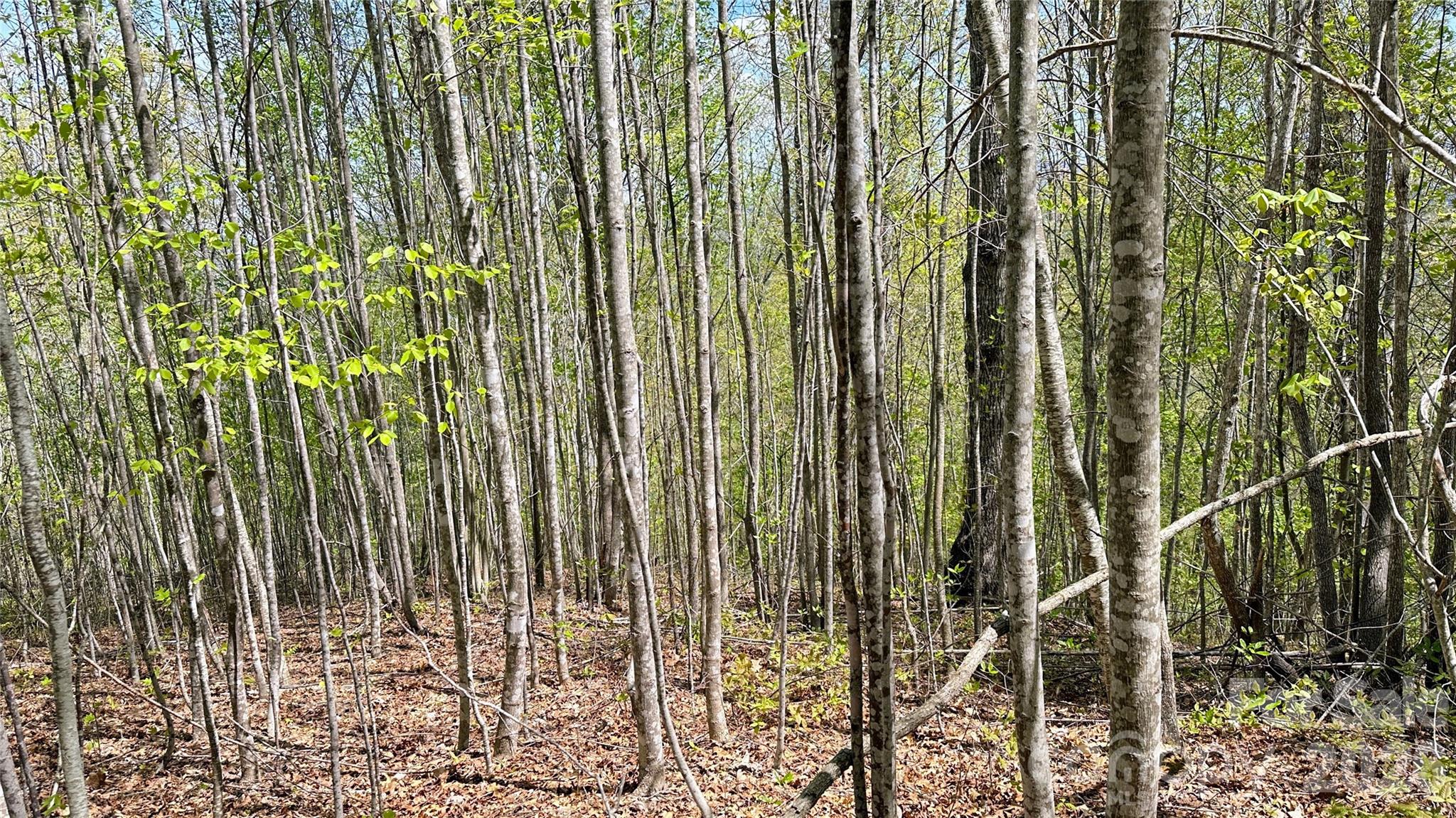 0 Oat Field Road, Unit 5B Tuckasegee, NC 28783 - Photo 4 of 17