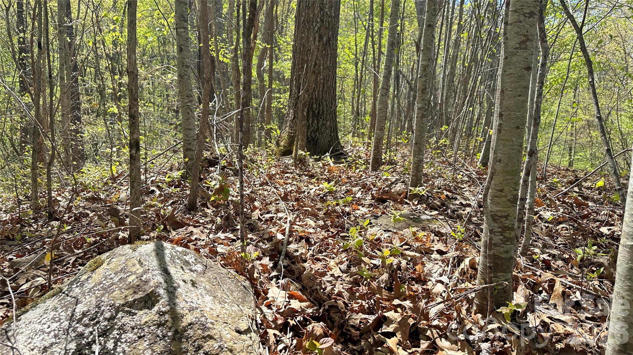 0 Oat Field Road, Unit 5B Tuckasegee, NC 28783 - Photo 5 of 17 a view of outdoor space with lots of trees