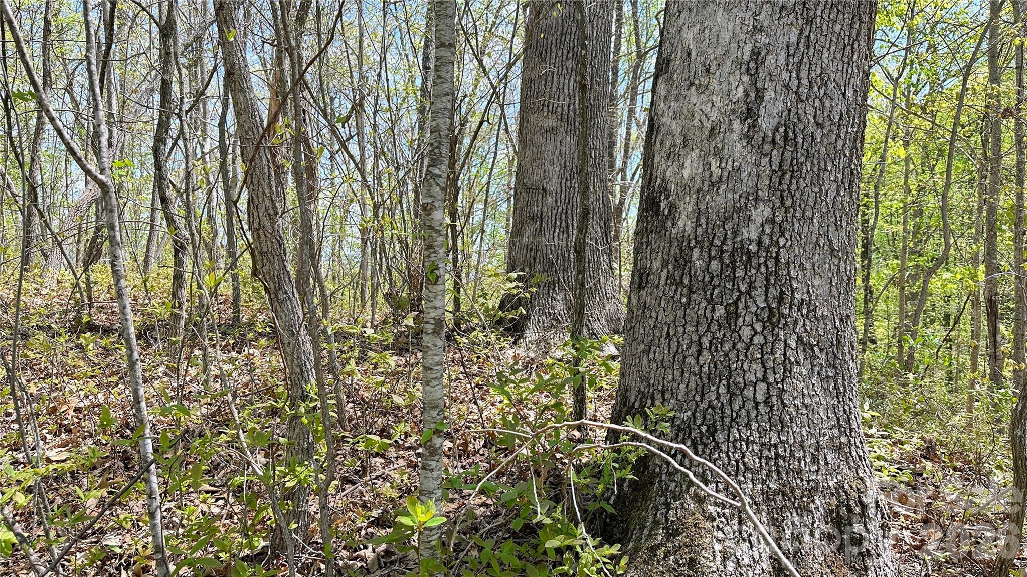 0 Oat Field Road, Unit 5B Tuckasegee, NC 28783 - Photo 6 of 17 a close up of a plant in a garden