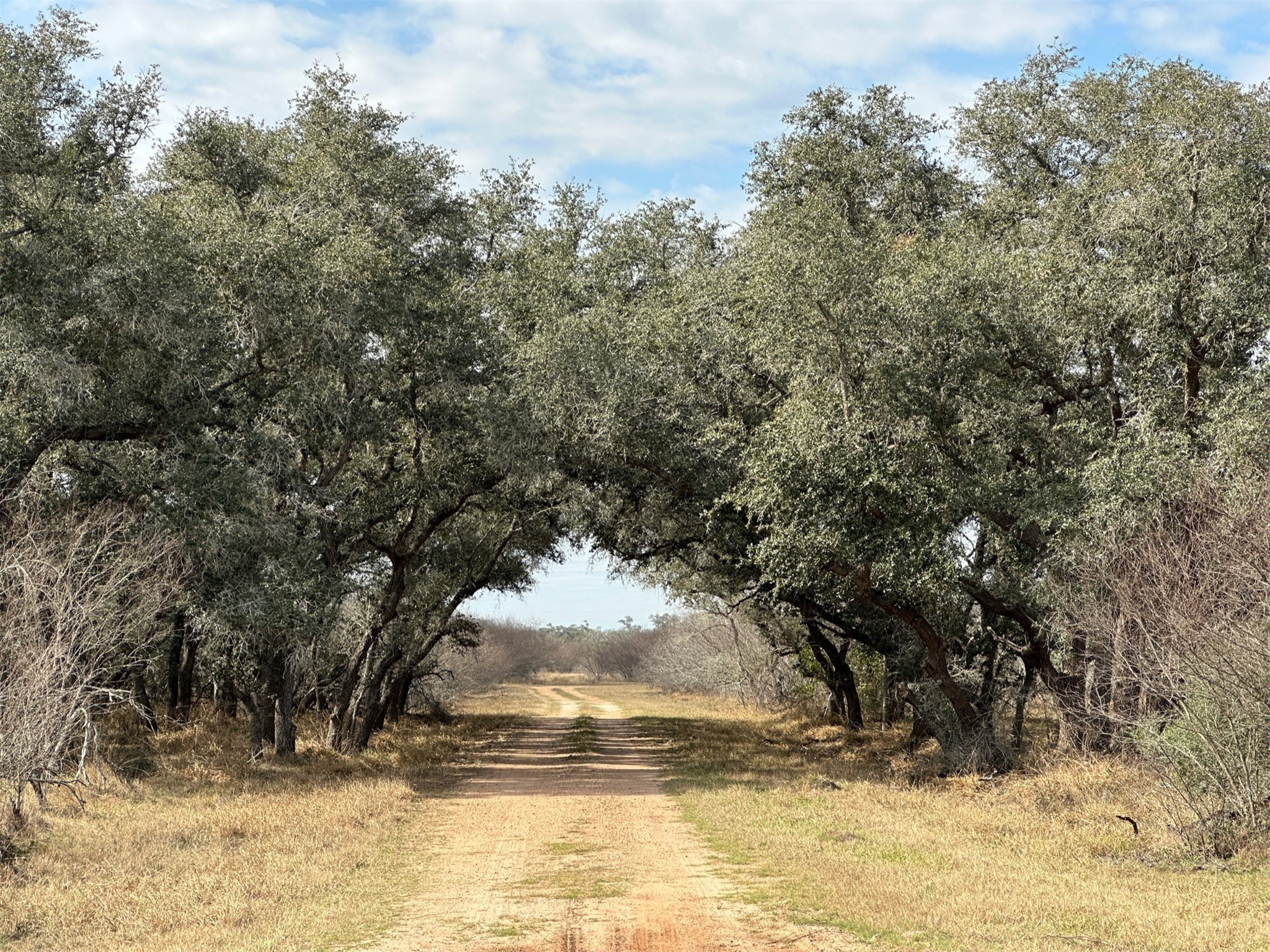 0 Schubert Road Victoria, TX 77905 - Photo 1 of 8 a view of a yard with large trees