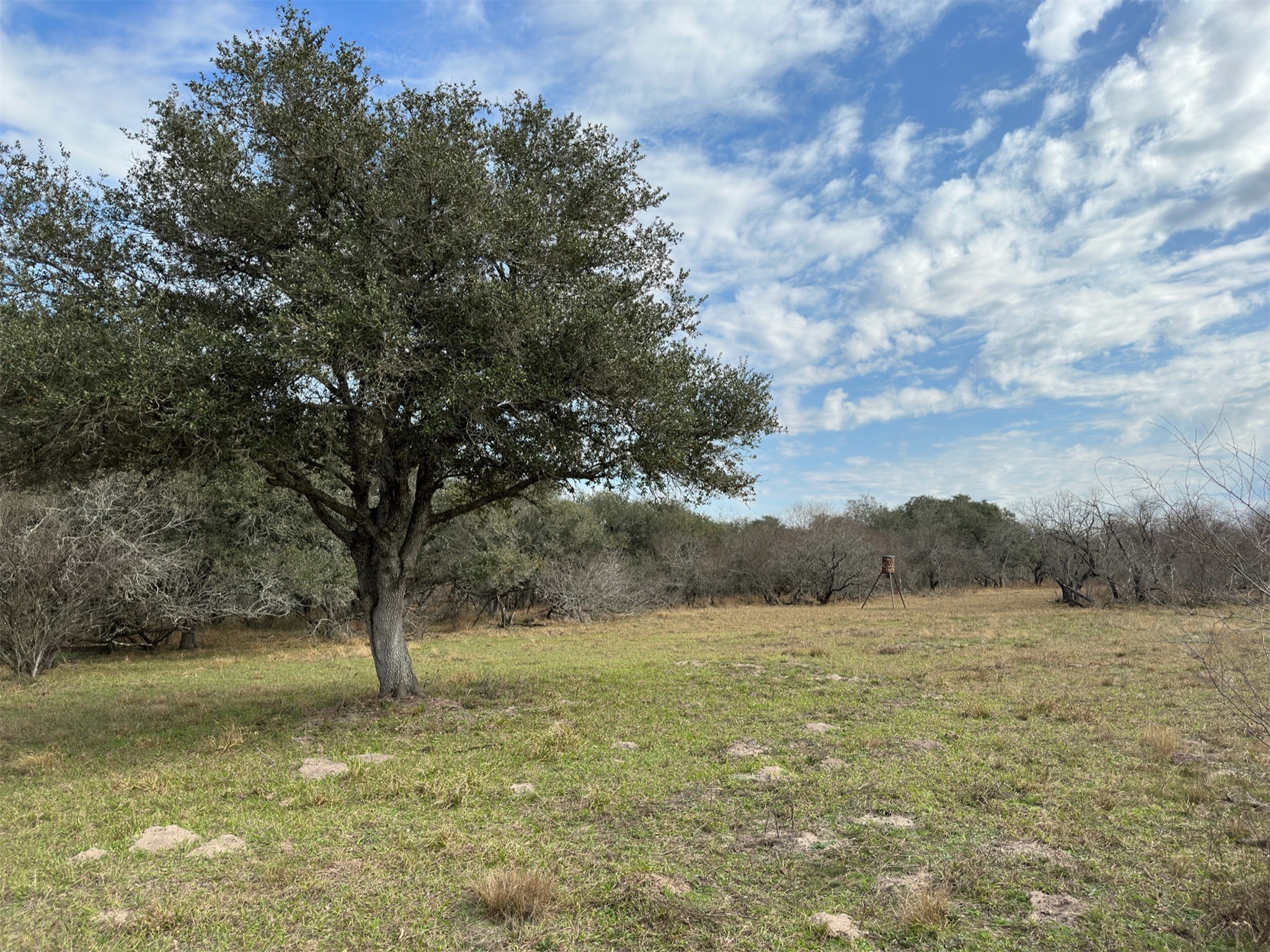 0 Schubert Road Victoria, TX 77905 - Photo 3 of 8 a view of a trees with a yard
