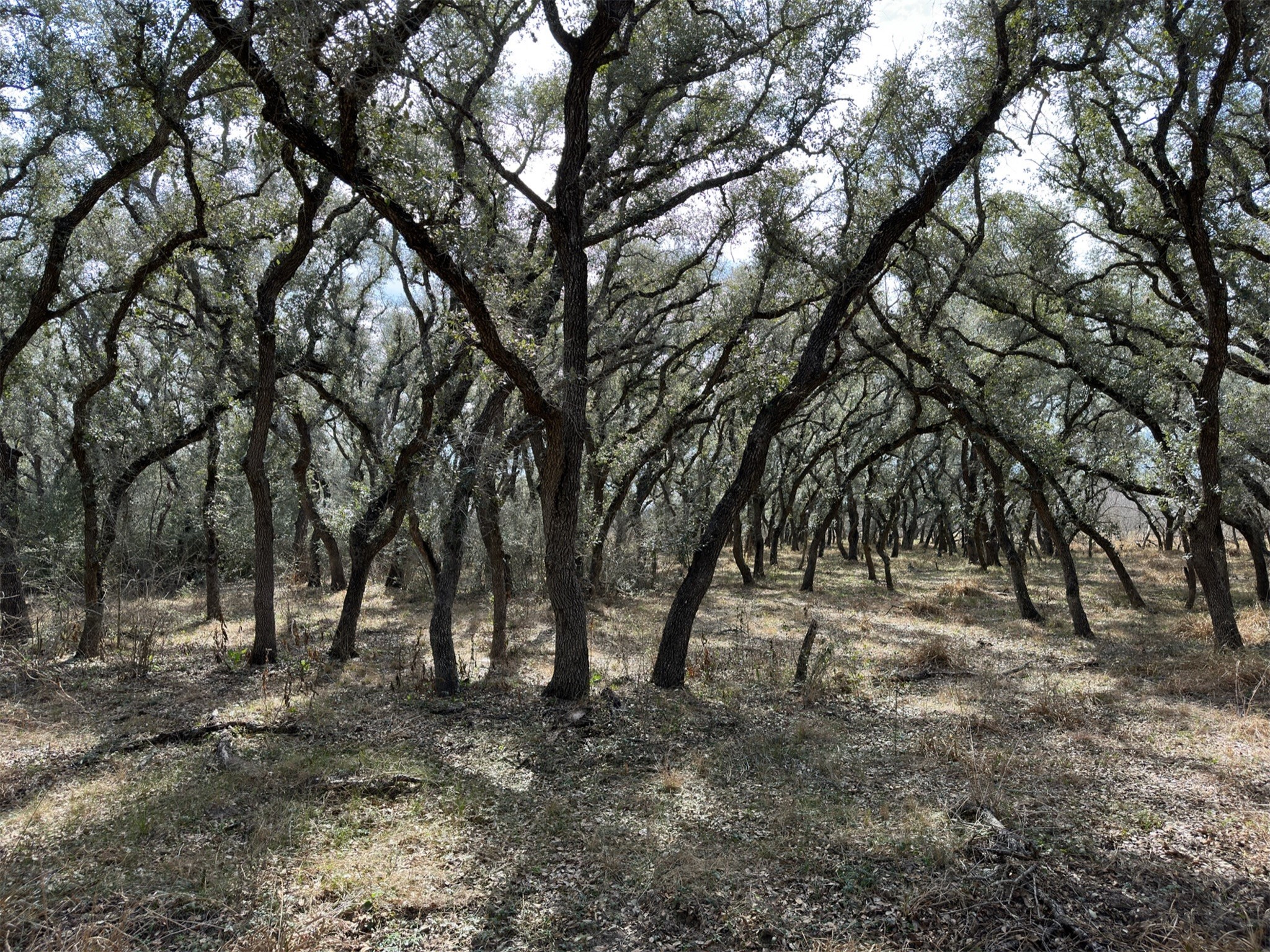 0 Schubert Road Victoria, TX 77905 - Photo 4 of 8 a view of a forest with trees in the background