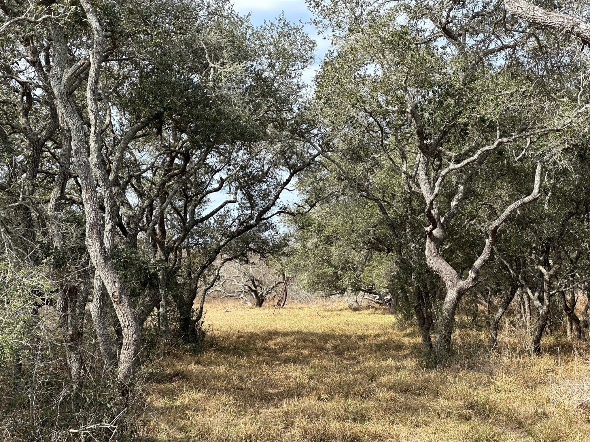 0 Schubert Road Victoria, TX 77905 - Photo 5 of 8 a view of yard with trees
