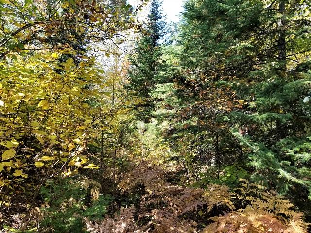 Lot 15 Weber Lake Road Mercer, WI 54547 - Photo 10 of 21 Gallery Image 10