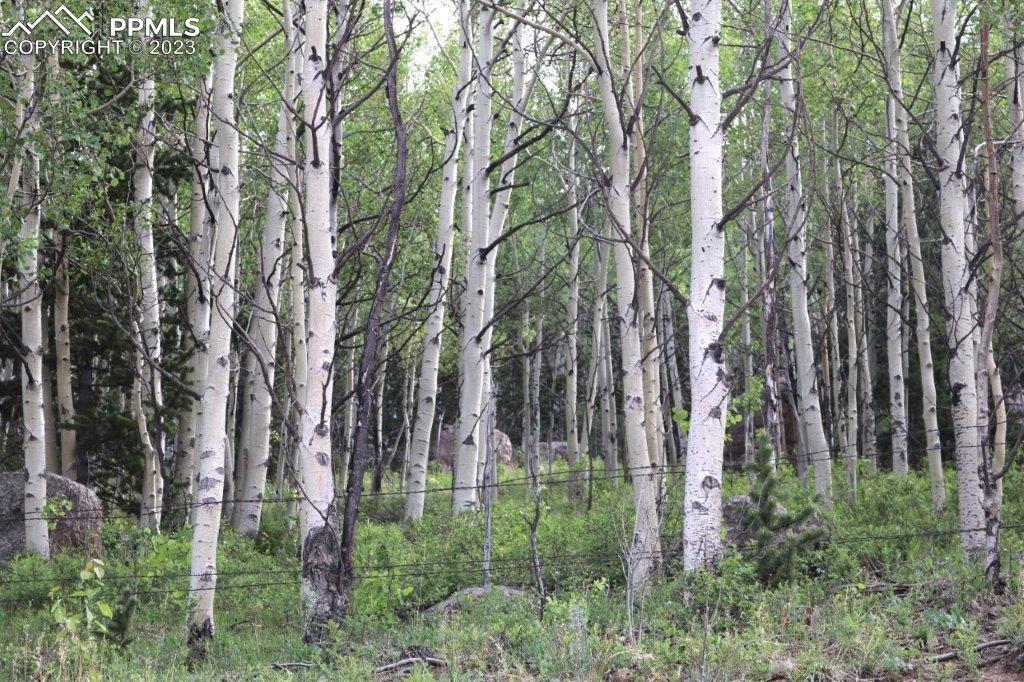 1327 County Road 863 Victor, CO 80860 - Photo 18 of 29 a view of outdoor space and yard