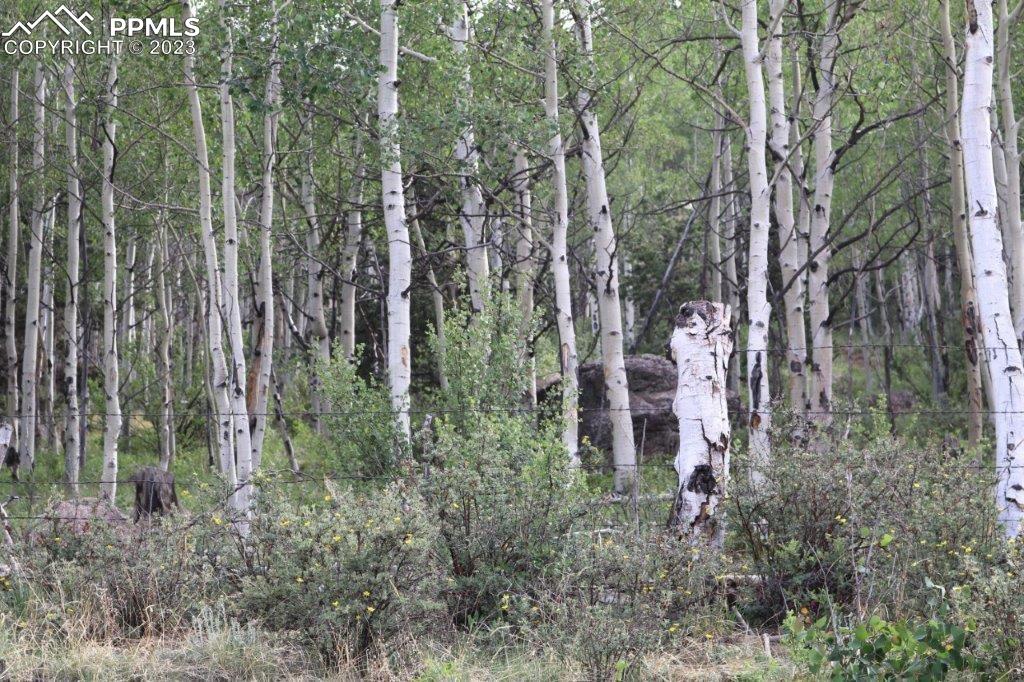 1327 County Road 863 Victor, CO 80860 - Photo 19 of 29 a view of a garden with large trees