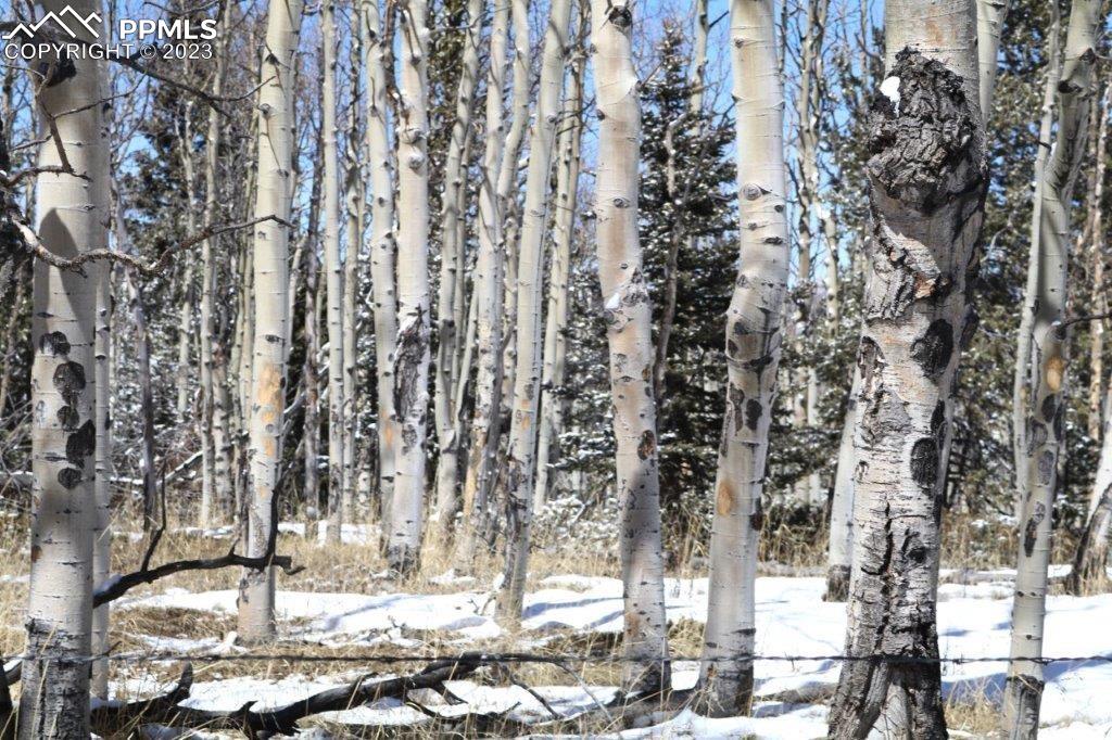 1327 County Road 863 Victor, CO 80860 - Photo 20 of 29 a view of city