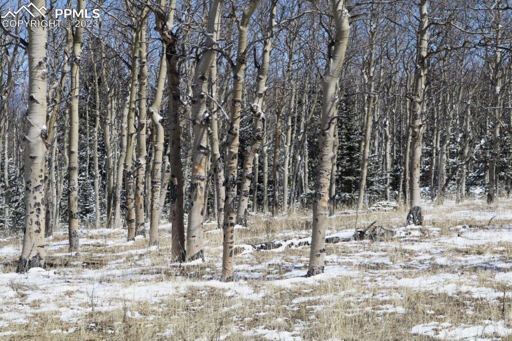 1327 County Road 863 Victor, CO 80860 - Photo 21 of 29 a view of a yard covered in snow