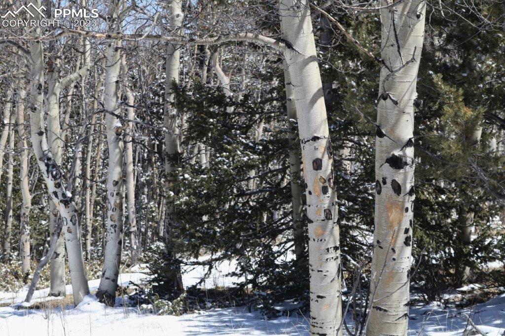 1327 County Road 863 Victor, CO 80860 - Photo 26 of 29 a view of a city with lots of trees