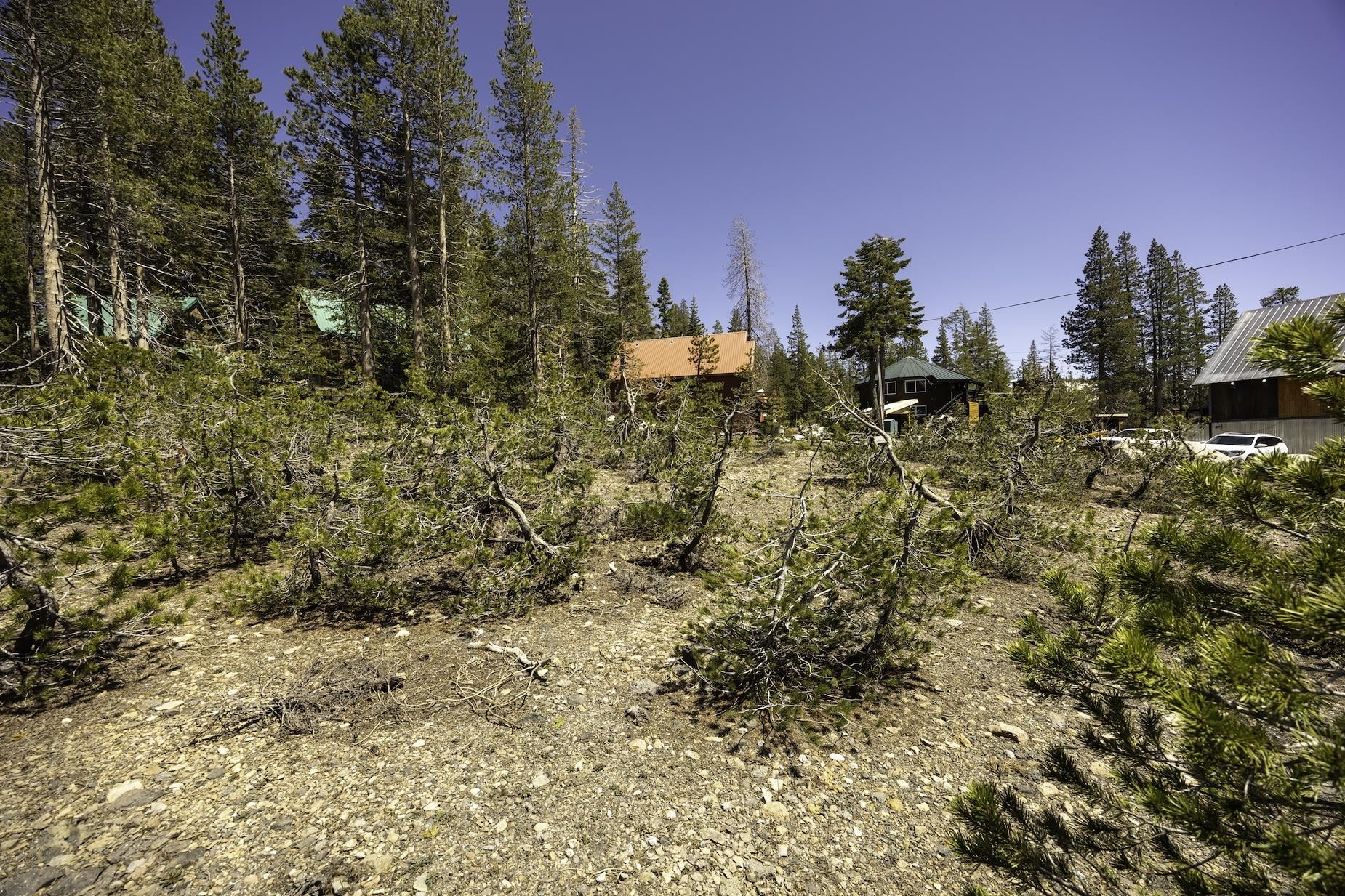 6784 Soda Springs Road Soda Springs, CA 95728 - Photo 5 of 15 a view of a yard with plants and trees