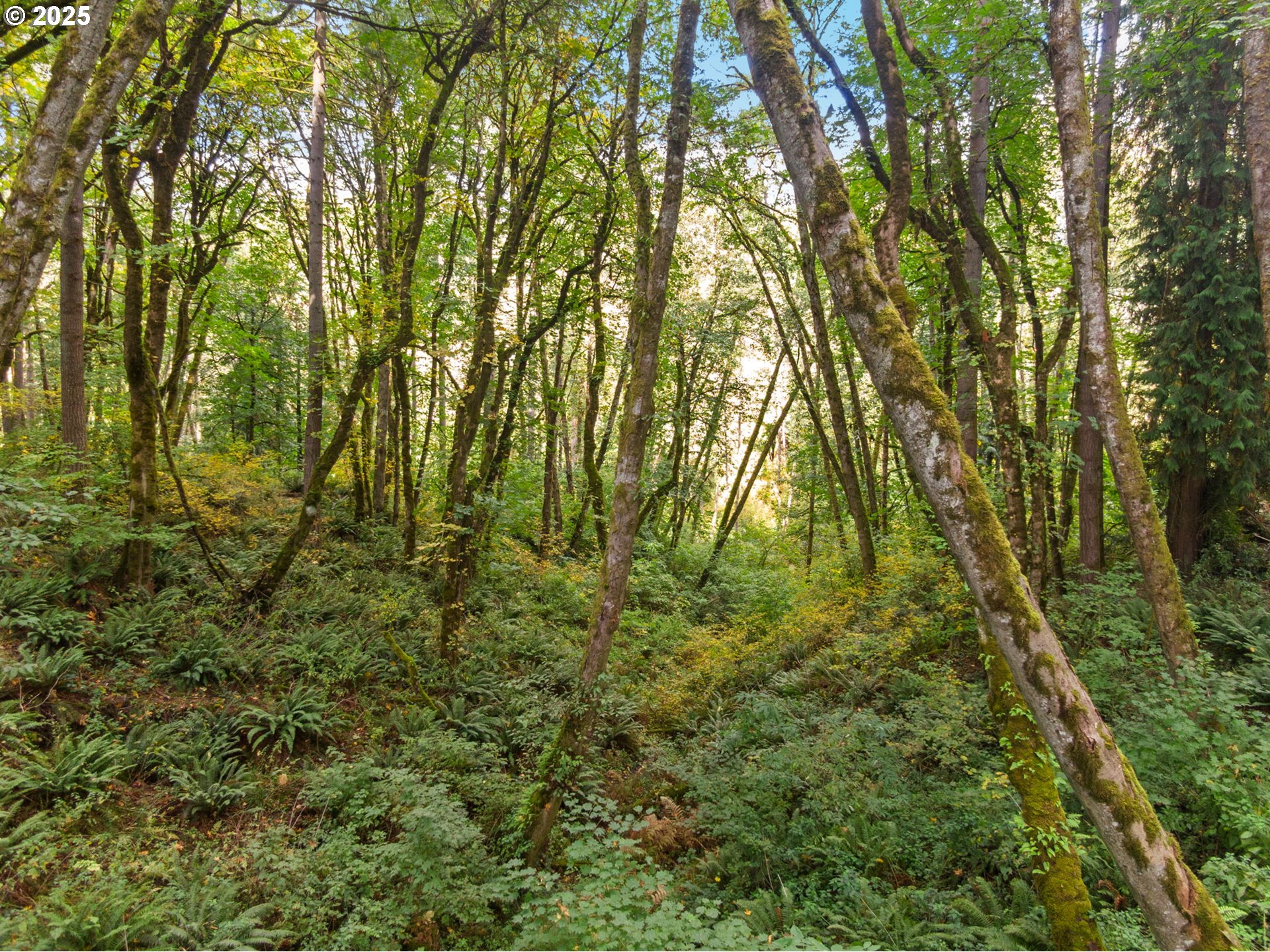 0 South 4th Way Ridgefield, WA 98642 - Photo 20 of 34