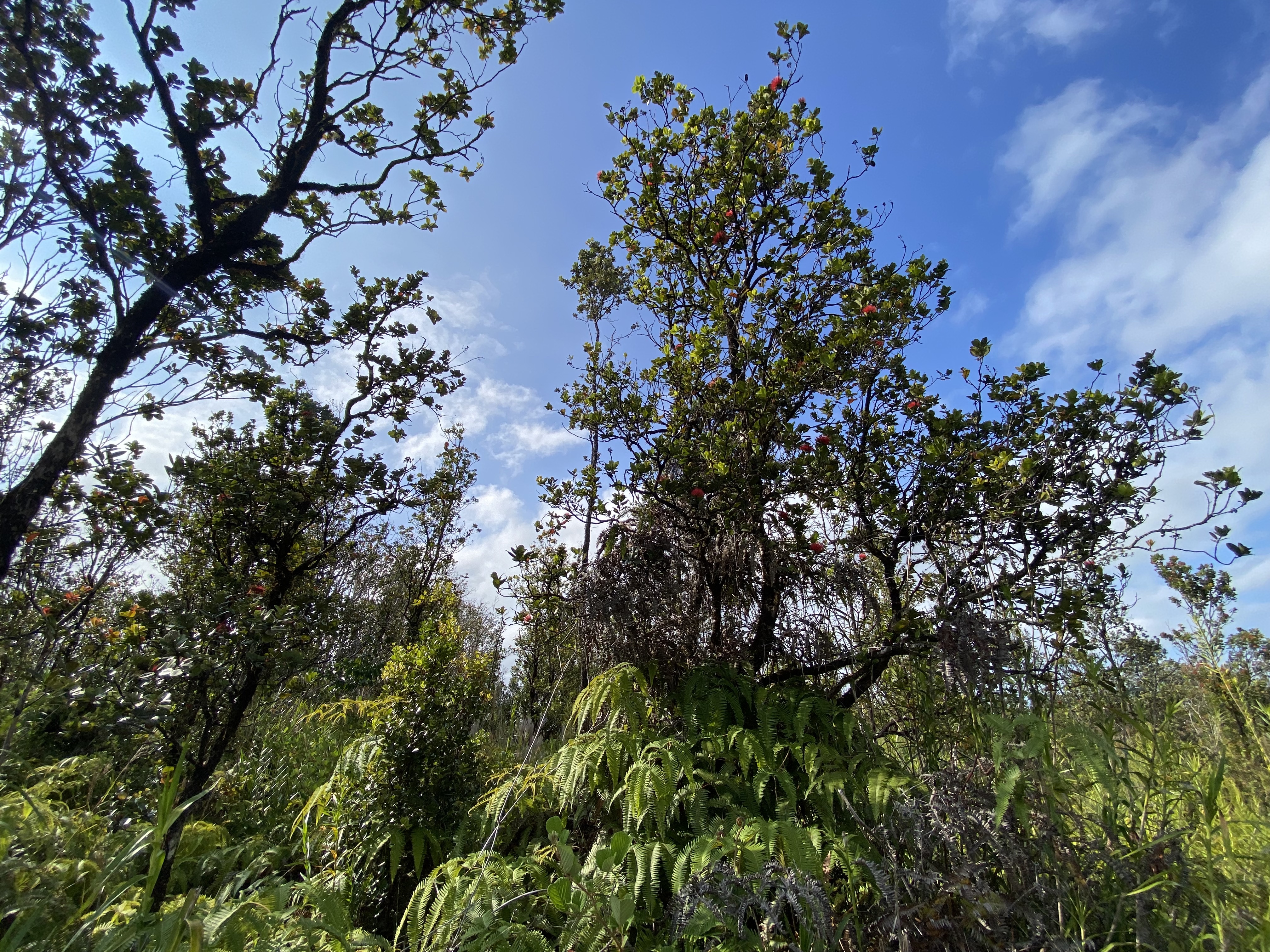 49 Kaleponi Road Mountain View, HI 96771 - Photo 12 of 12 a picture of tree