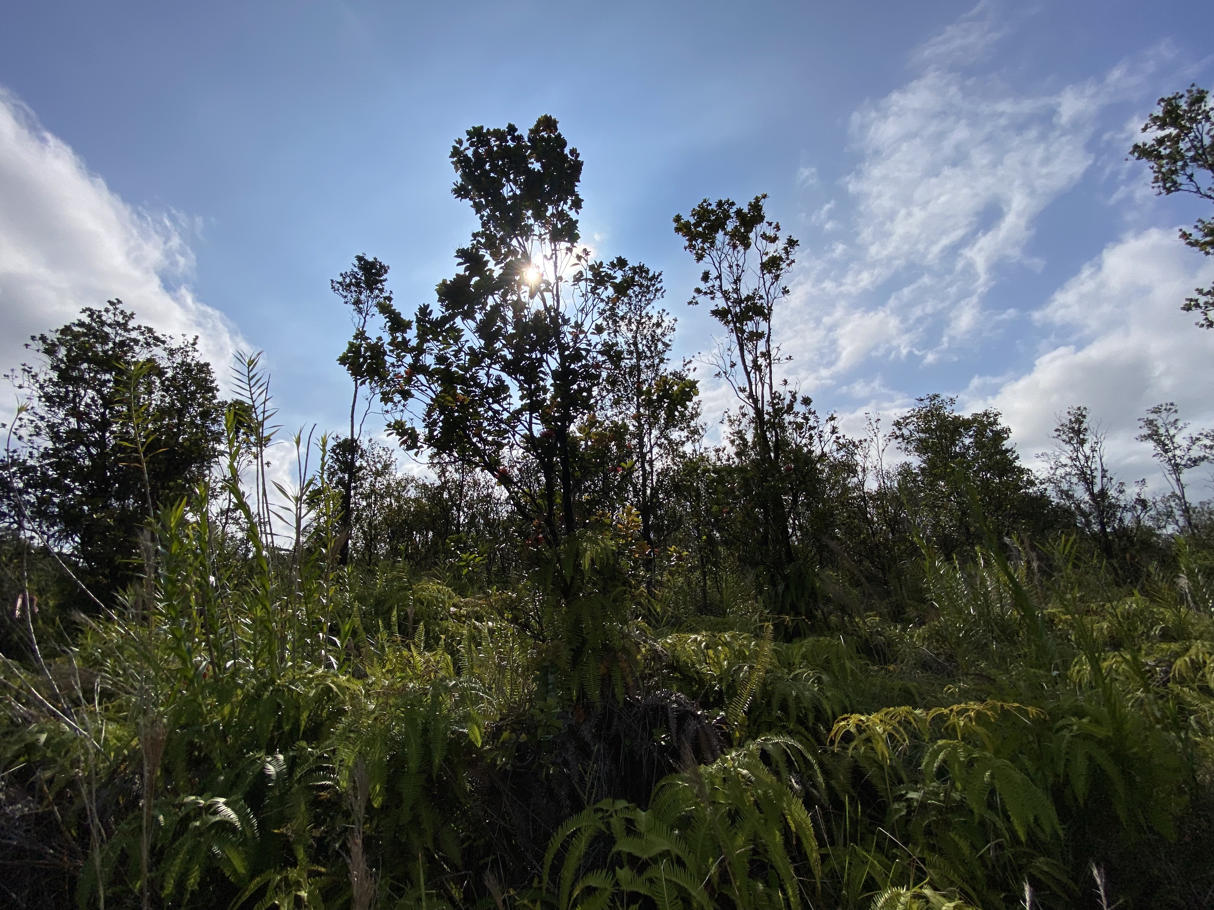 49 Kaleponi Road Mountain View, HI 96771 - Photo 3 of 12 a view of a flower in a garden