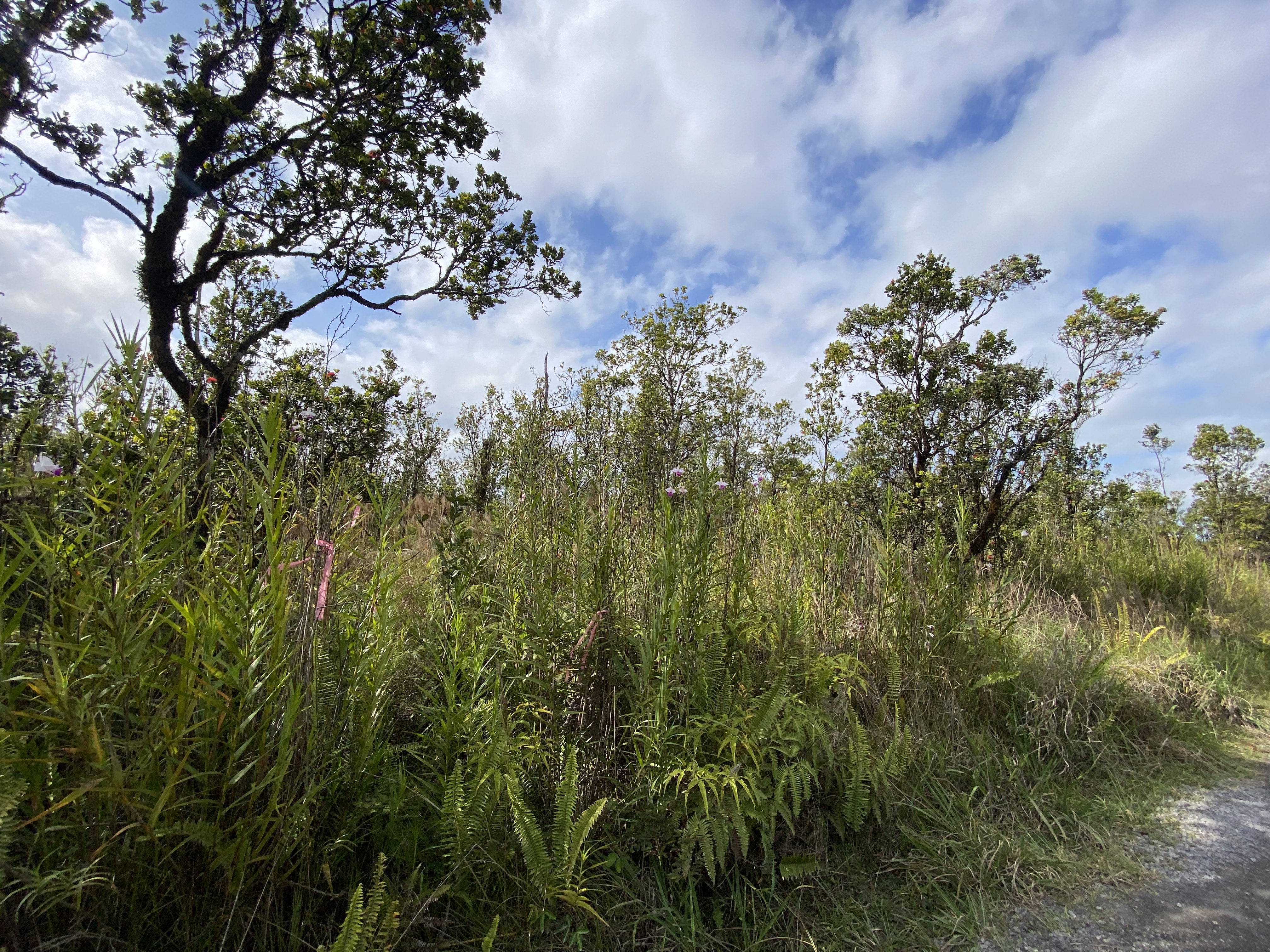 49 Kaleponi Road Mountain View, HI 96771 - Photo 6 of 12 a backyard of a house with lots of green space