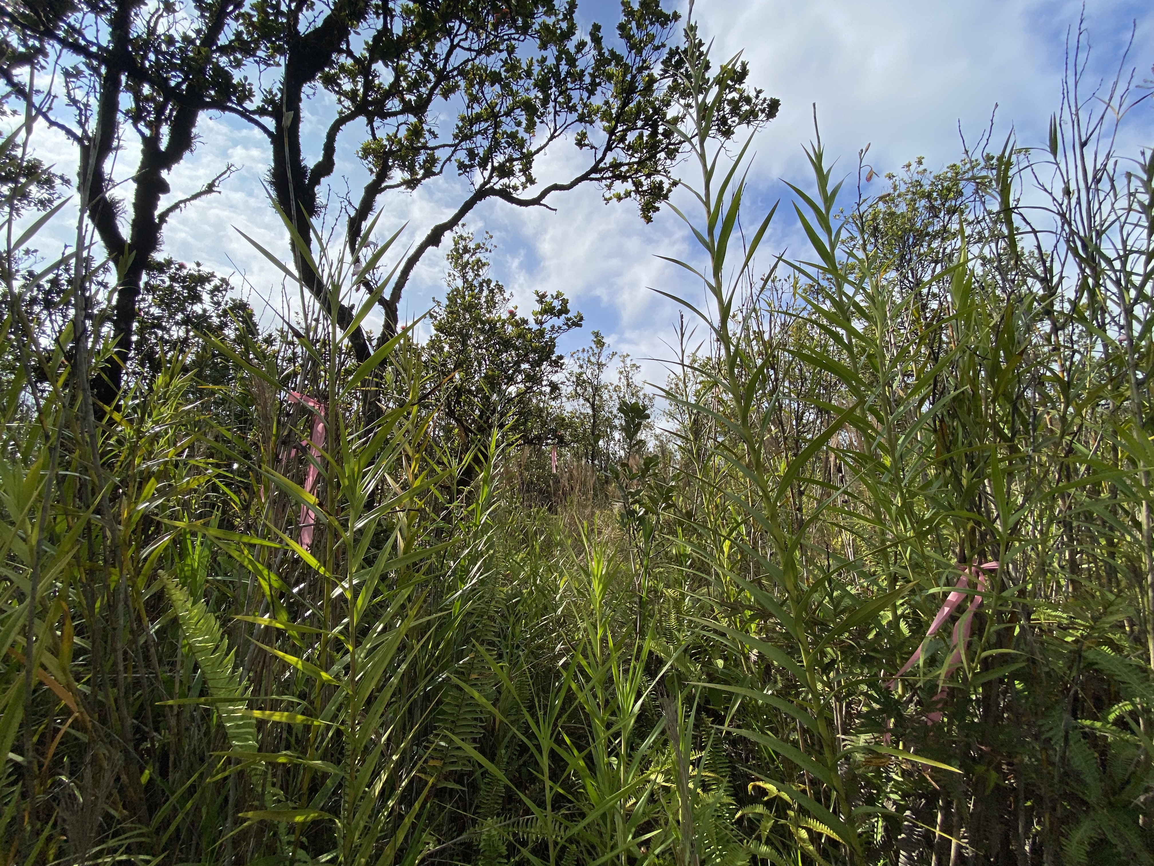 49 Kaleponi Road Mountain View, HI 96771 - Photo 7 of 12 a view of a tree in a garden